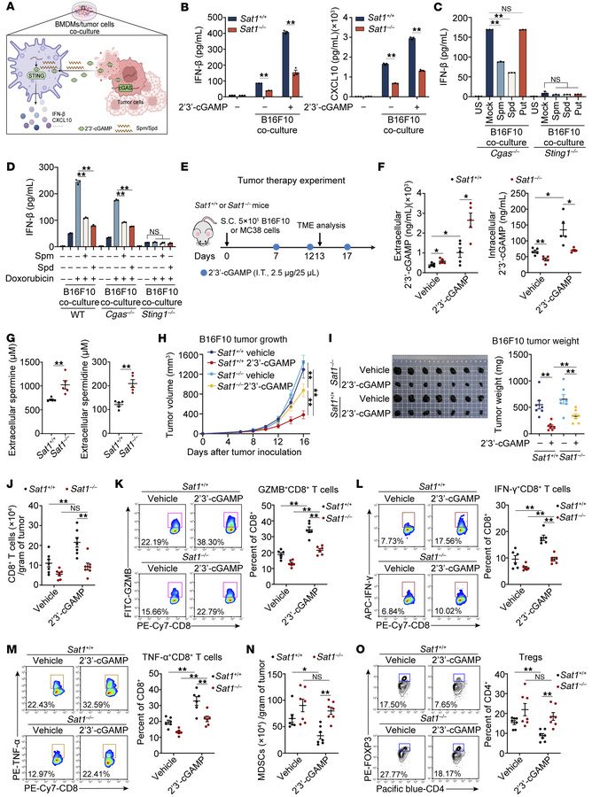 
Sat1 deficiency attenuates STING-driven antitumor immunity.
(A) Schemat...