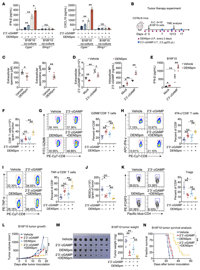 DENSpm potentiates antitumor immunity via polyamine catabolic reprogramm...