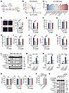 Spermine and spermidine selectively inhibit 2′3′-cGAMP propagation.