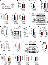 Spermine and spermidine selectively inhibit intracellular 2′3′-cGAMP-induce