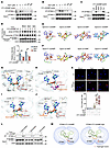 Spermine and spermidine selectively suppress 2′3′-cGAMP binding to STING.
