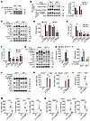 SAT1 enhances 2′3′-cGAMP–induced STING activation.