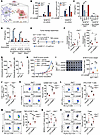 Sat1 deficiency attenuates STING-driven antitumor immunity.