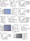DENSpm potentiates antitumor immunity dependent on STING signaling.