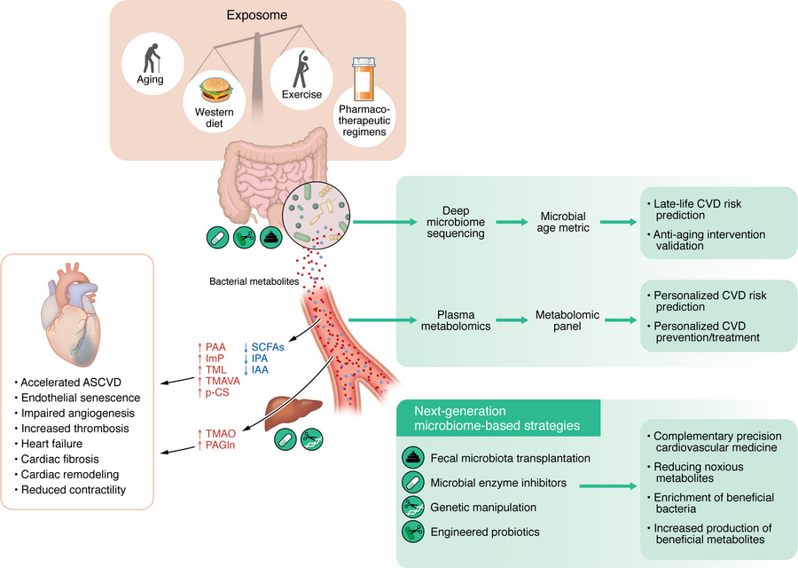 Gut microbiota as biomarker and therapeutic target in cardiovascular agi...