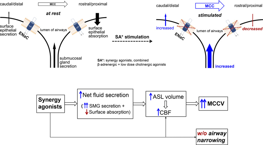 graphical abstract