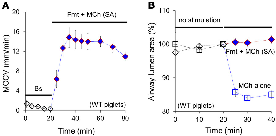 MCCV and lumen area measured in ex vivo animal tracheae before and after...