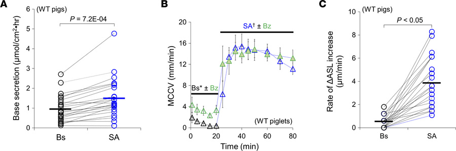 Formoterol and methacholine increase net base secretion, inhibit fluid a...