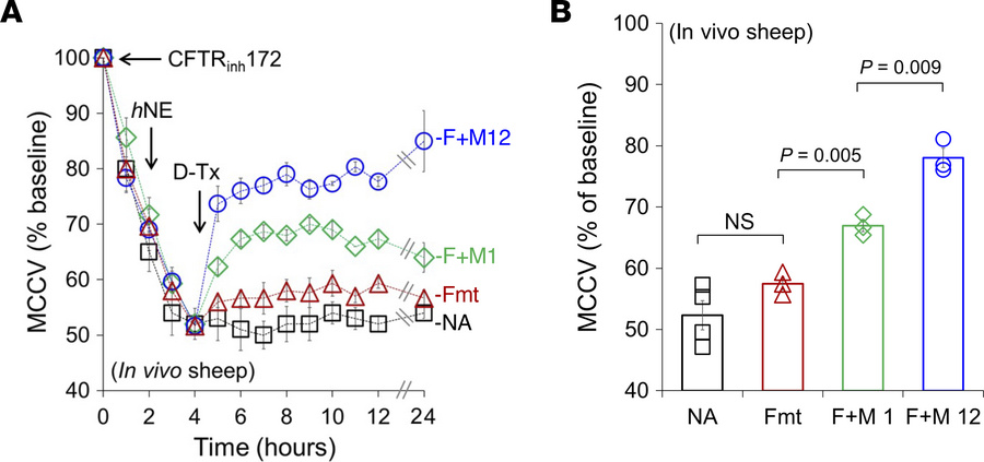 Prolonged increases of MCCV in an in vivo sheep model of inflamed CF air...
