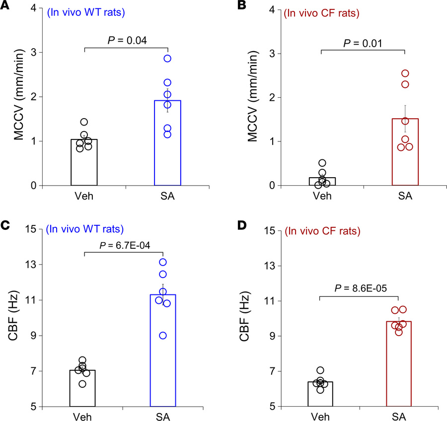 MCCV and CBF measured in ex vivo tracheae of WT and CFTR-null rats after...