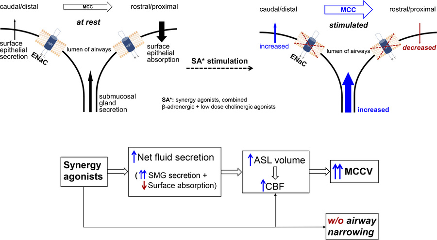 graphical abstract