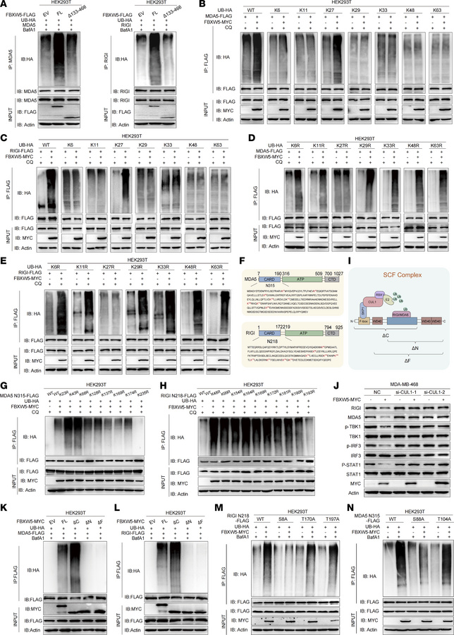 FBXW5 promotes K27-linked ubiquitination of RLRs.
(A) Polyubiquitination...