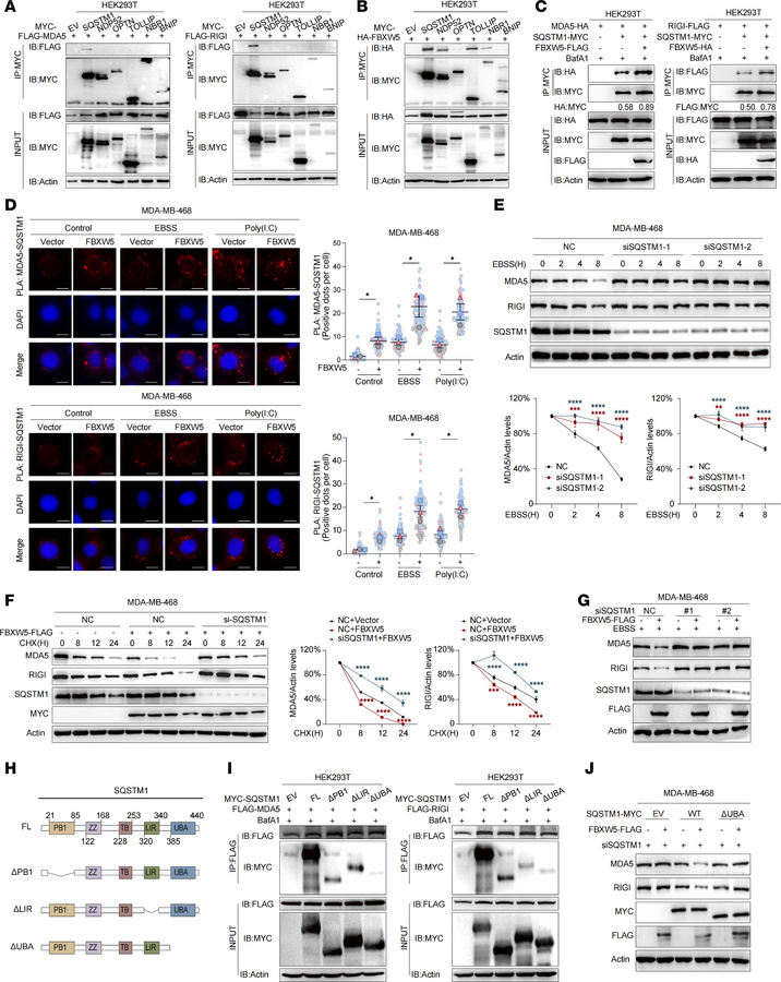 FBXW5 bridges RLRs to SQSTM1 for autophagic degradation.
(A and B) Co-IP...