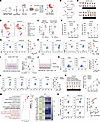 FBXW5 suppresses CD8+ T cell infiltration and activation via inhibition of