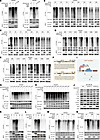 FBXW5 promotes K27-linked ubiquitination of RLRs.