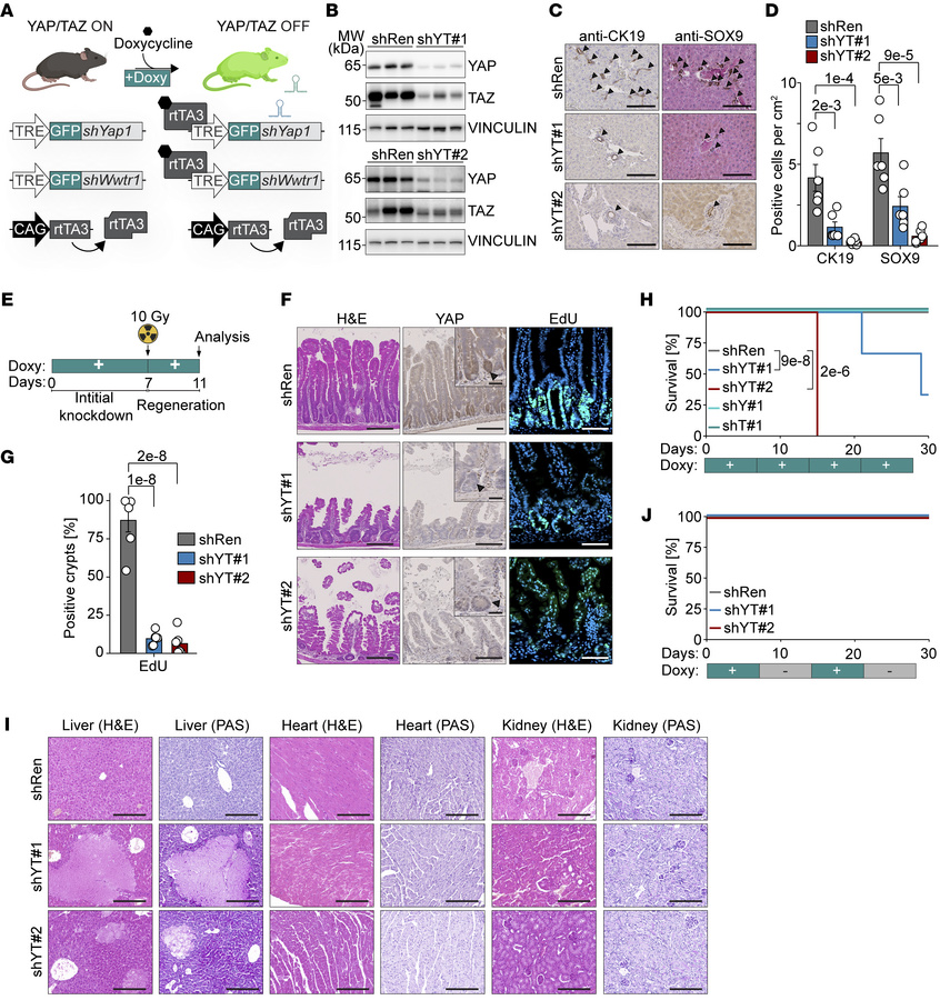 Systemic long-term depletion of YAP/TAZ is highly detrimental.
(A) Schem...