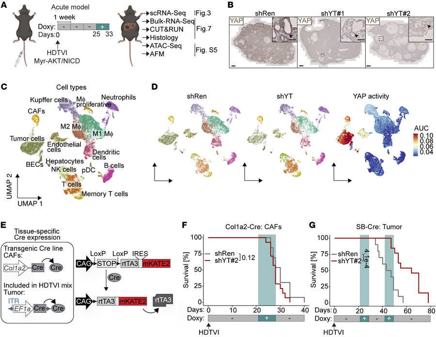 Tumor cell–specific YAP/TAZ depletion recapitulates ubiquitous YAP/TAZ d...
