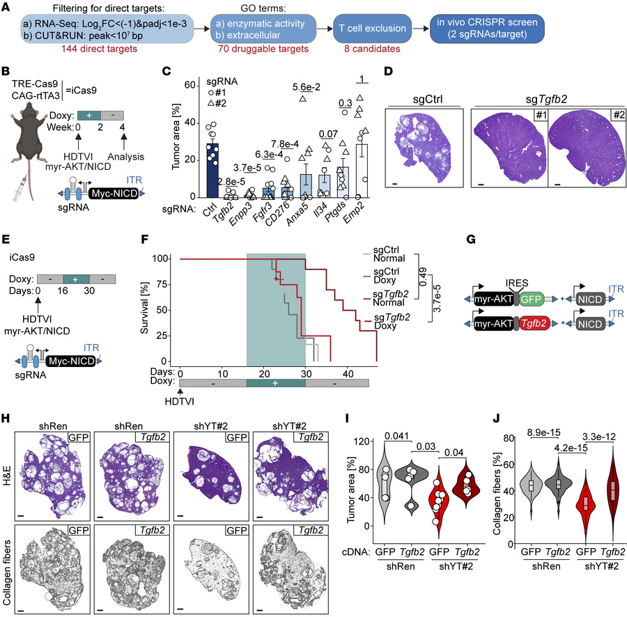 
Tgfb2 is a critical target of the oncogenic program driven by YAP/TAZ.
...