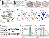 Tumor cell–specific YAP/TAZ depletion recapitulates ubiquitous YAP/TAZ depl
