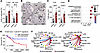 Acute YAP/TAZ depletion in advanced CCA promotes T cell infiltration and ac