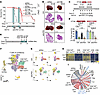 YAP/TAZ depletion sensitizes CCAs toward ICB.