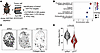 YAP/TAZ drive an extracellular matrix remodeling program.