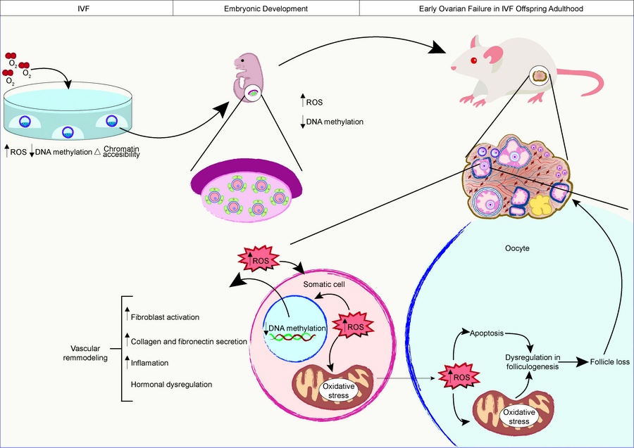 graphical abstract