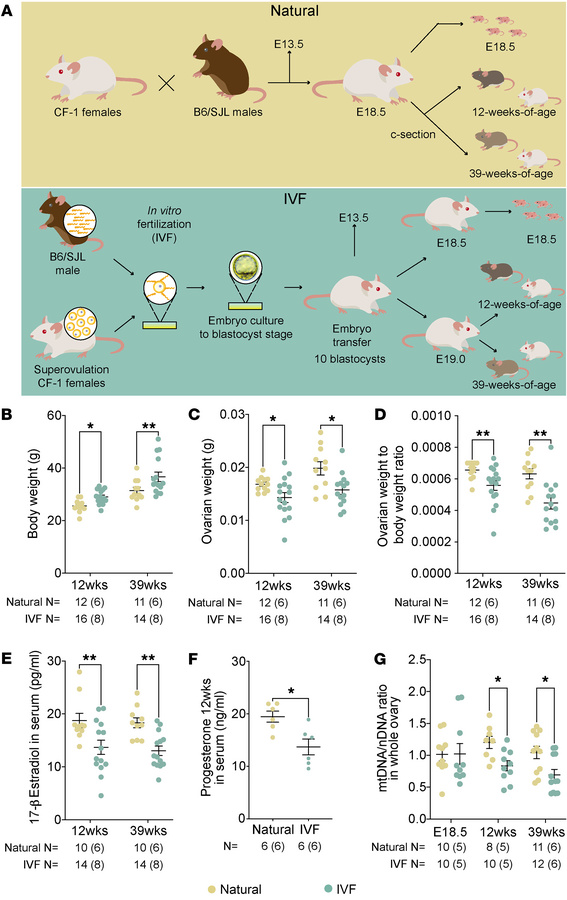 Mouse model and general parameters.
(A) Mouse model: Naturally conceived...