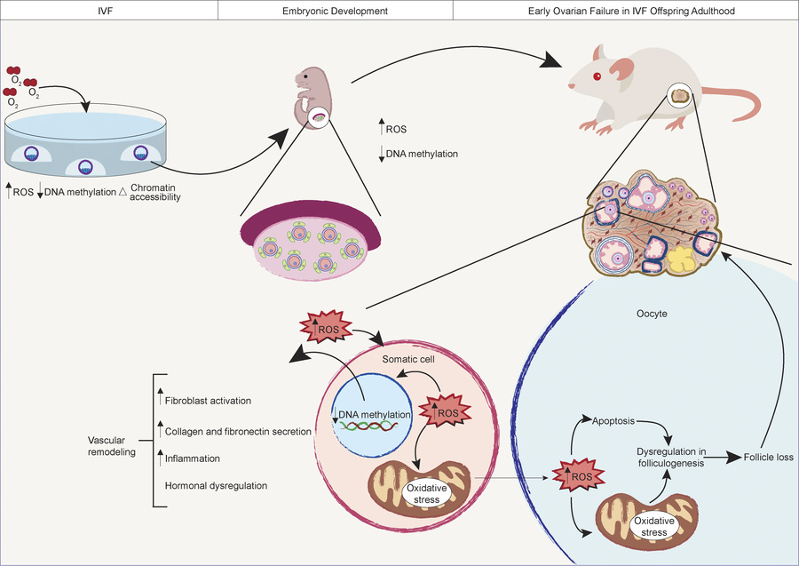 graphical abstract