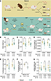 Mouse model and general parameters.