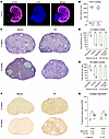 Ovarian morphology analysis.