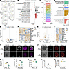 Transcriptomic analysis of primordial germ cells and single oocytes across