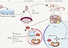 Proposed model of IVF-induced ovarian aging.