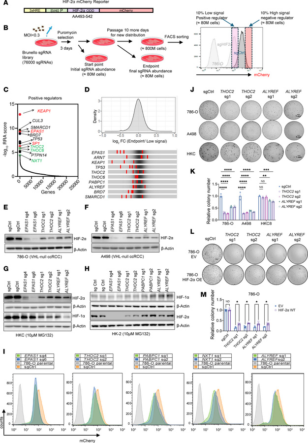 FACS-based whole-genome CRISPR screen identifies HIF-2α positive regulat...