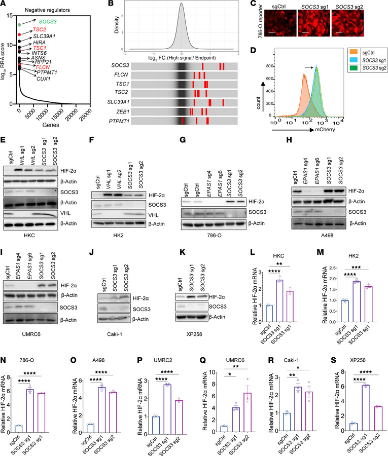 SOCS3 is identified as the most significantly negative regulator of HIF-...