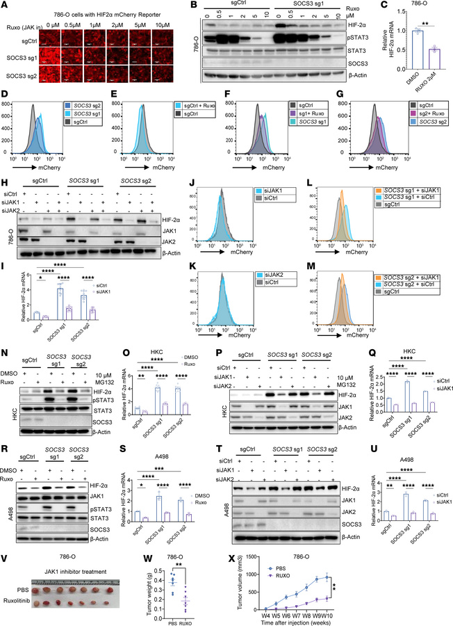 Loss of SOCS3 leads to JAK1 activation and promotes HIF-2α transcription...