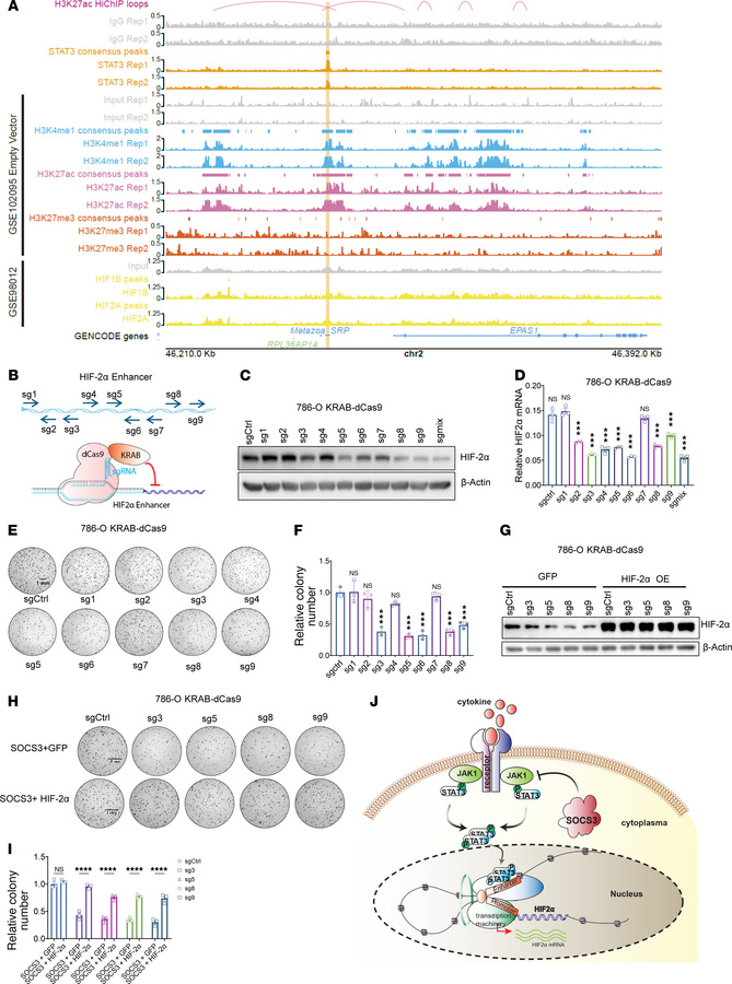 STAT3 binds to the enhancer region upstream of the HIF-2α gene to regula...