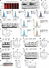 Loss of SOCS3 leads to JAK1 activation and promotes HIF-2α transcription.