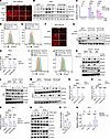 STAT3 mediates the effect of SOCS3/JAK1 on HIF-2α expression.