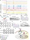 STAT3 binds to the enhancer region upstream of the HIF-2α gene to regulate