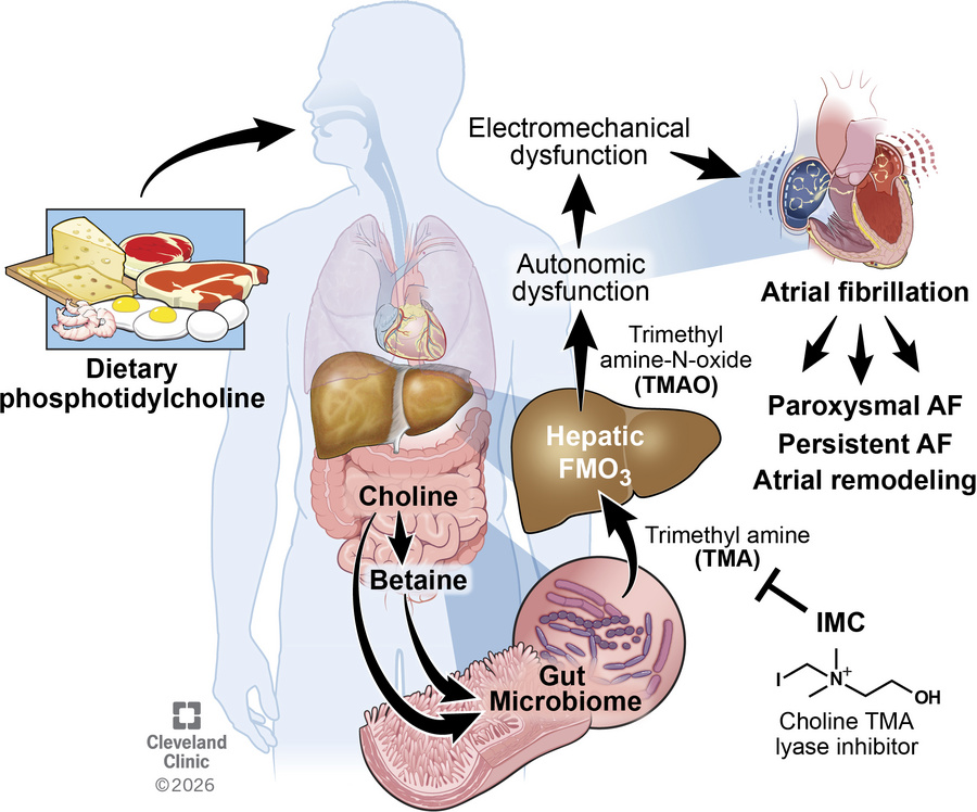 graphical abstract