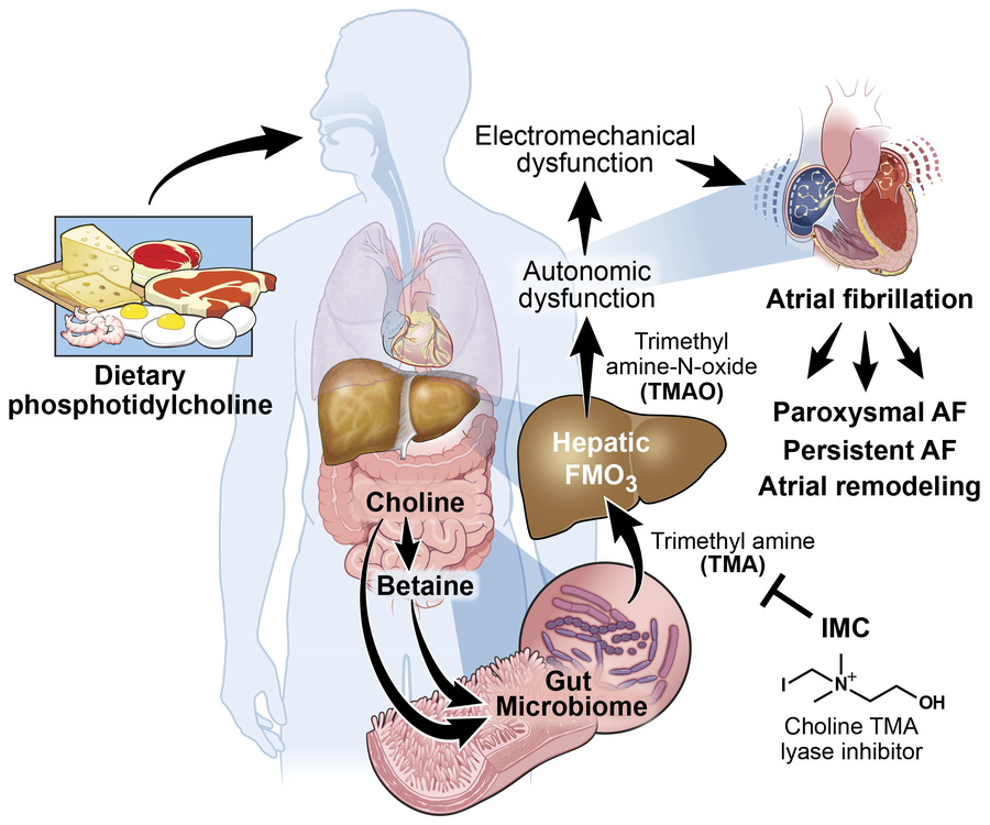 graphical abstract