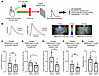 Analysis of CV and APD in CREM-IbΔC-X mouse hearts using ex vivo optical ma