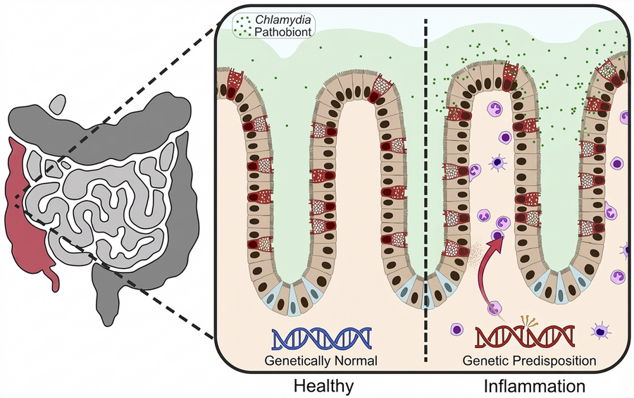 graphical abstract