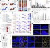 C. muridarum colonization induces IDO1 expression in PC goblet cells.