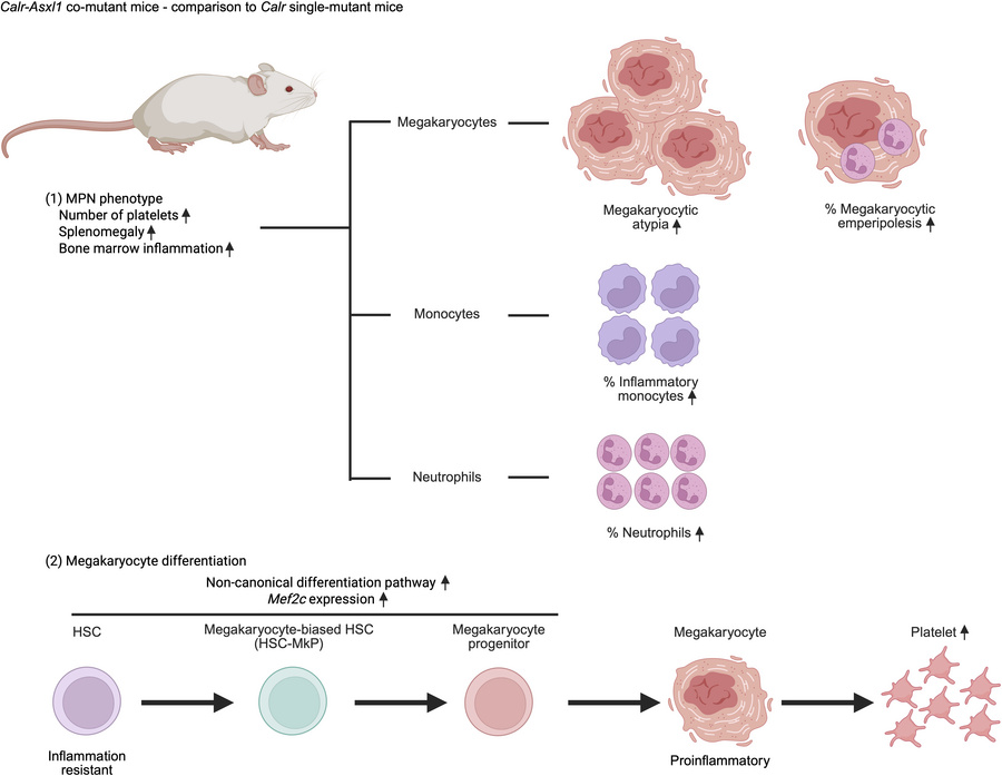 graphical abstract