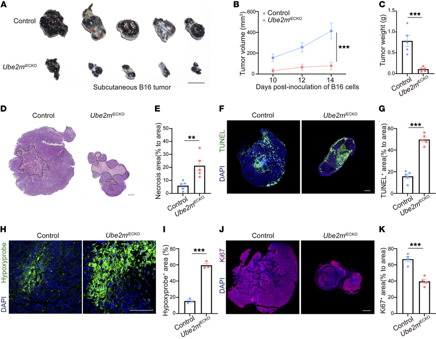 Endothelial UBE2M deletion suppresses tumor growth.
(A) Images of subcut...