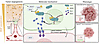 Mechanistic model for UBE2M-mediated tumor angiogenesis.