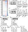 UBE2M regulates DLL4 expression.