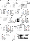 Neddylation promotes the activity of the DLL4 transcription factor STAT1.